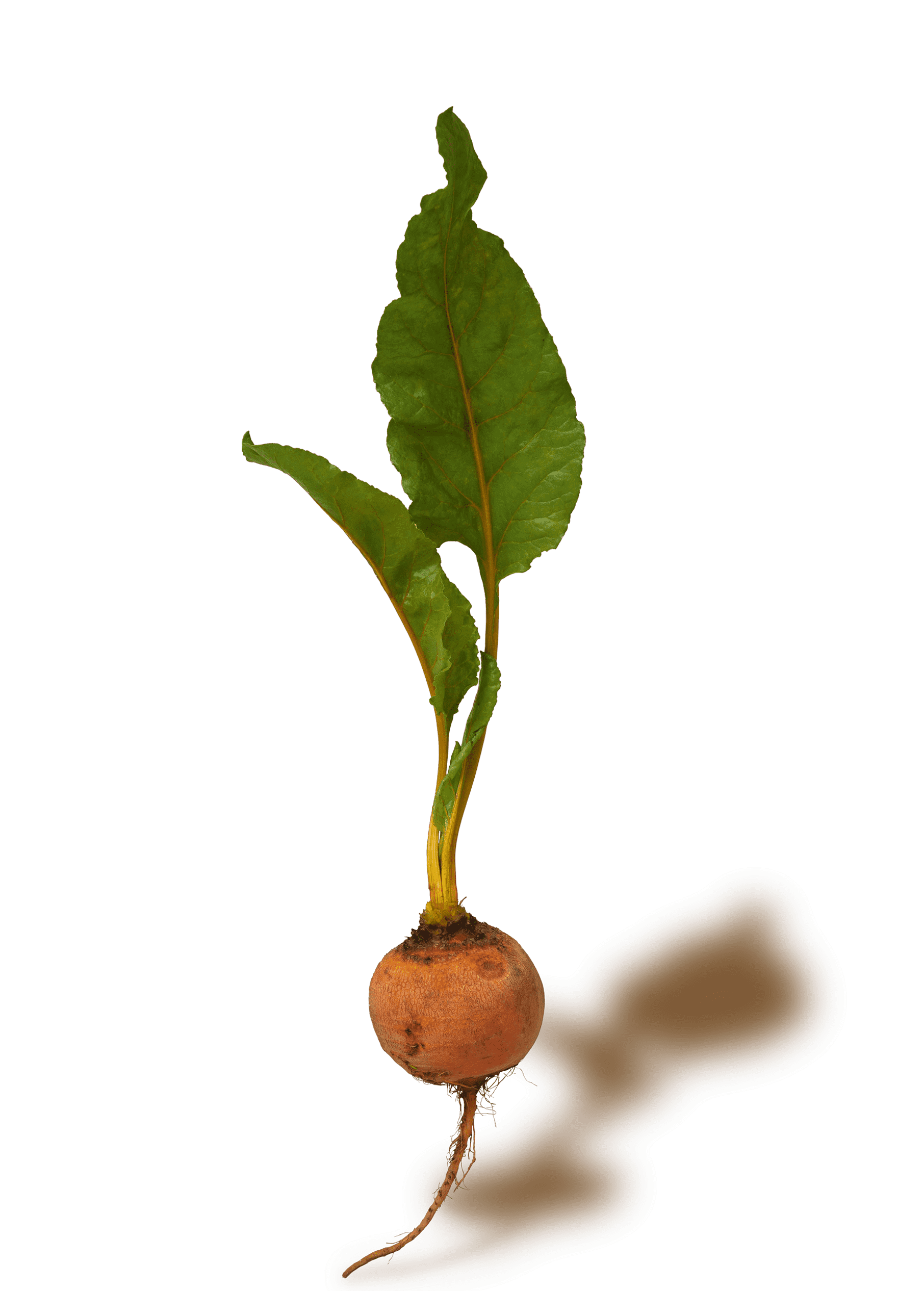 turnip